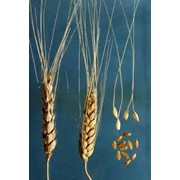Культуры кормовые зерновые семена