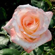 Роза чайно-гибридная Белла Перла (Bella Perla) фото