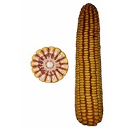 Гібрид кукурудзи Леонідів 276 СВ