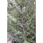 Juniperus communis Meyer (звичайний) фотография
