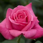 Розы чайно-гибридные, Роза Каприс де Мейан, Розы Каприс де Мейян