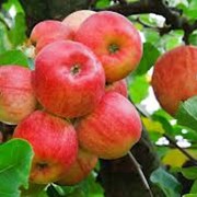 Саженцы яблонь Лиголь фото