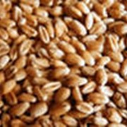 Пшеница мукомольная, фуражная