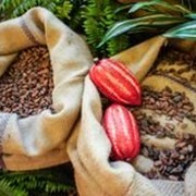 Какао бобы, Ecuador ASS фото