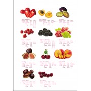Замороженные фрукты фото