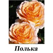 Саженцы Роз плетистых продажа Шахтерск Украина фото