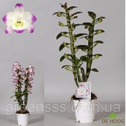 Орхидея Дендробиум нобиле Irenes Smile -- Dendrobium nobi. Irenes Smile фотография