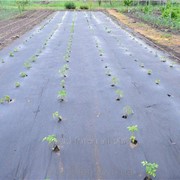 Агроволокно мульчирующее Premium-agro 50 г/м2 1,6х10м (черное) фотография