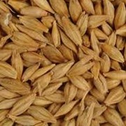 Пшеница фуражная 3 класс, пшеница на экспорт фотография