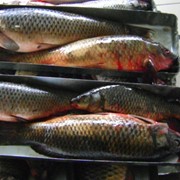 Рыба свежемороженая, Сазан от 1 кг до 3 кг (мороженая)
