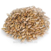 Пшеница “Спельта“ не очищенная фото