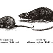 Дератизация фото