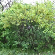 Карагана Caragana Arborescens, h см 60-90 фотография