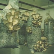 Грибной рукав, мешок (для выращивания грибов) фото