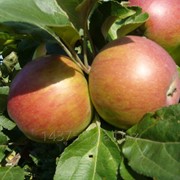 Сорт яблок “Память Cюбаровой“ фото
