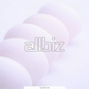 Яйца куриные инкубационные фото