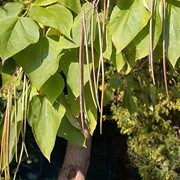 Семена Катальпа обыкновенная (листопадное дерево) фото