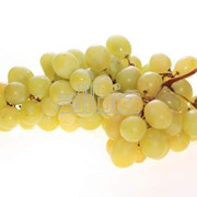 Саженцы винограда Аркадия фото
