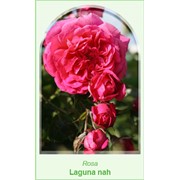 Плетистые розы Laguna фото