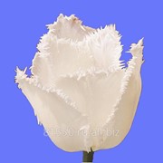 Луковица цветочных культур Swan Wings фотография