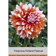 Георгина Holland Festival фотография
