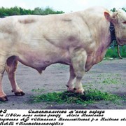 Сперма быка Морас (симментальская мясная порода) фотография