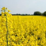Закупаем пшеницу, Закупаем зерновые культуры по все Украине. фото
