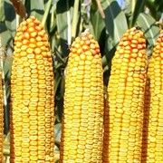 Семена кукурузы ДКС 3511 (DKC 3511) фотография