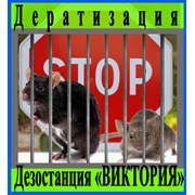 Дератизация (уничтожение грызунов)