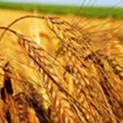Зерно, зерновые культуры фото