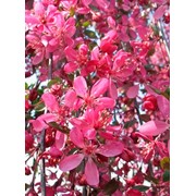 Яблоня гибридная “Роял Бьюти“ Malus hybrida “Royal Beauty“ T83 H350-400 Арт. 40102002 фото