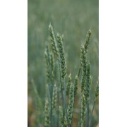 Семена пшеницы Черноземноуральская 2 ЭС фотография