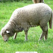 Разведение овец фото