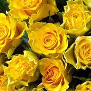 Роза желтая фото
