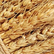 Пшеница 4 класс фото