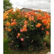 Роза флорибунда Сахара