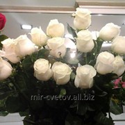 Розы в Таразе фото