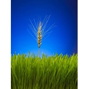 Семена озимой пшеницы Заграва Одесская (1репродукция и элита ) фото