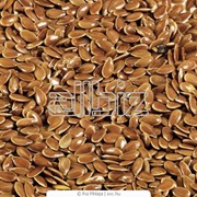 Семена масличных фотография