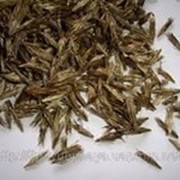 Мордовник обыкновенный семена фотография