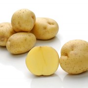 Картофель сорт Опал фото