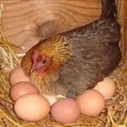 Декоративные куры, цыплята, яйцо инкубационое. фотография