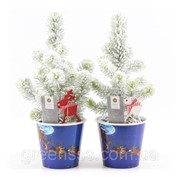 Хвойные саженцы в декоративных рождественских вазонах -- Conifers Silver Crest фотография