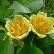 Дерево тюльпановое Liriodendron tulipifera 80 – 100 фотография