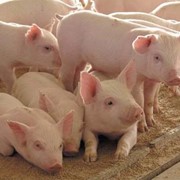 Комбикорм. фото