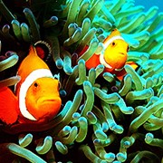 Морские рыбы для аквариума фото