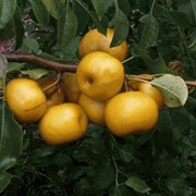 Гибрид яблони с грушей Nashi Shinko фотография