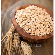 Крупа овсяная фото