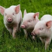 Свиньи сальных пород, Украина фото