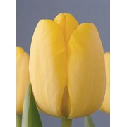 Луковицы тюльпанов - сорт Golden Parade 14+